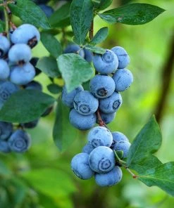 SN Blueberries Blueberry - Premier (Rabbit Eye)