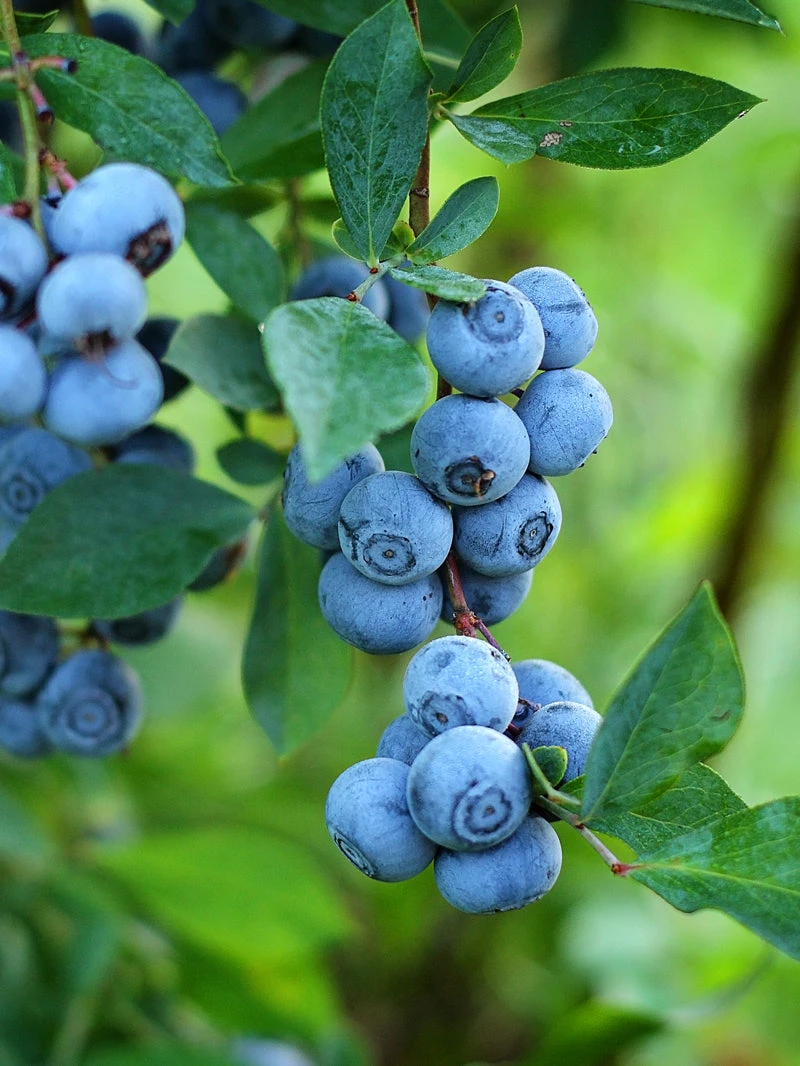 SN Blueberries Blueberry - Premier (Rabbit Eye)