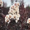 SN Crape Myrtle - Black Diamond Pure White FLOWERING COLLECTION