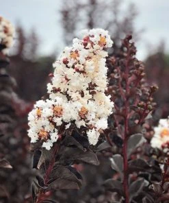 SN Crape Myrtle - Black Diamond Pure White FLOWERING COLLECTION