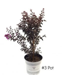 Plant Me Green Crape Myrtle - Black Diamond Purely Purple FLOWERING COLLECTION