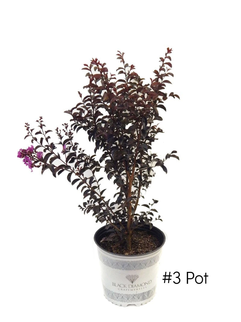 Plant Me Green Crape Myrtle - Black Diamond Purely Purple FLOWERING COLLECTION