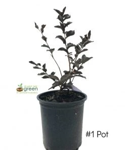 Plant Me Green Crape Myrtle - Black Diamond Purely Purple FLOWERING COLLECTION