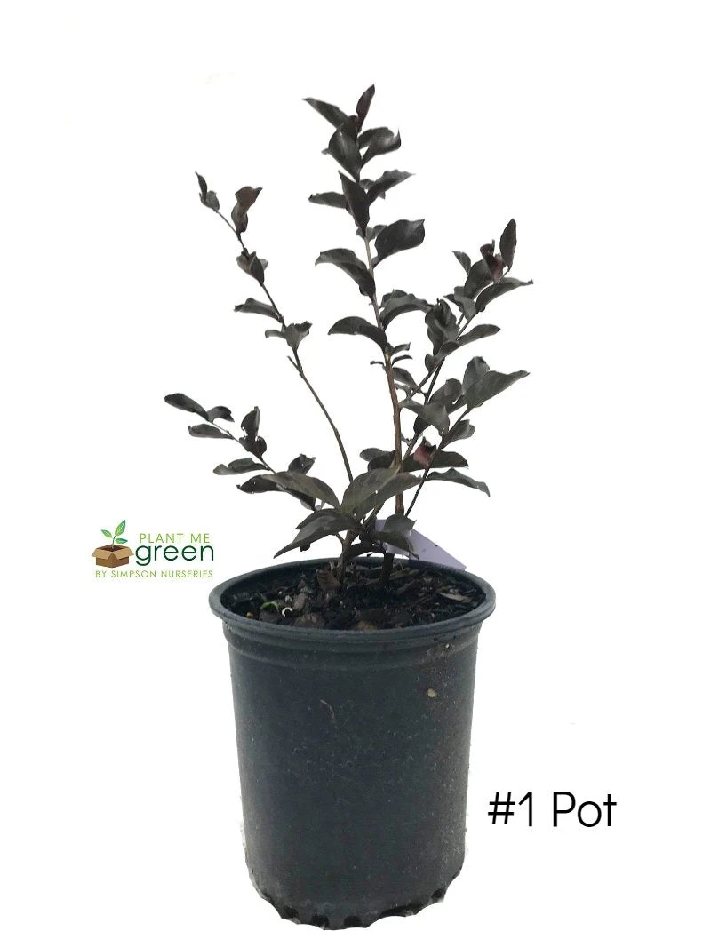 Plant Me Green Crape Myrtle - Black Diamond Purely Purple FLOWERING COLLECTION