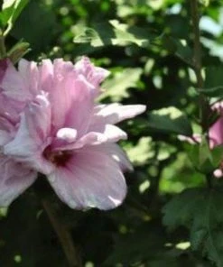 SN Althea - Double Purple FLOWERING COLLECTION