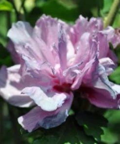 SN Althea - Double Purple FLOWERING COLLECTION