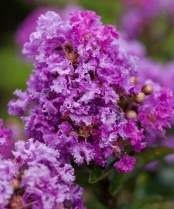 SN FLOWERING COLLECTION Crape Myrtle - First Editions® Purple Magic