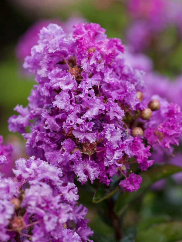 SN FLOWERING COLLECTION Crape Myrtle - First EditionsĀ® Purple Magic
