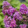 SN FLOWERING COLLECTION Crape Myrtle - First EditionsĀ® Purple Magic
