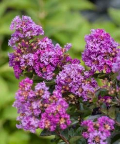 SN FLOWERING COLLECTION Crape Myrtle - First EditionsĀ® Purple Magic