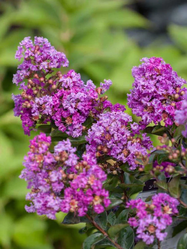 SN FLOWERING COLLECTION Crape Myrtle - First EditionsĀ® Purple Magic