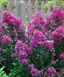SN FLOWERING COLLECTION Crape Myrtle - First EditionsĀ® Purple Magic