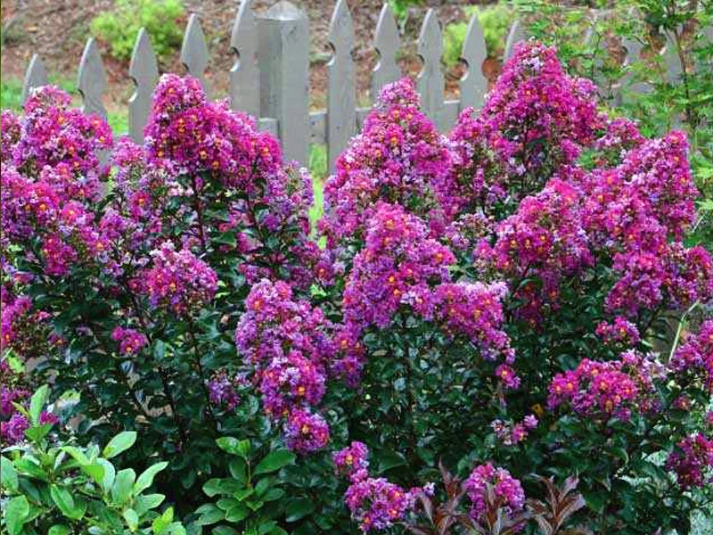 SN FLOWERING COLLECTION Crape Myrtle - First EditionsĀ® Purple Magic