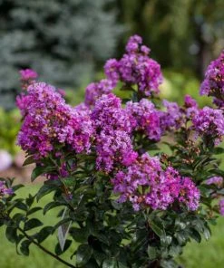 SN FLOWERING COLLECTION Crape Myrtle - First EditionsĀ® Purple Magic