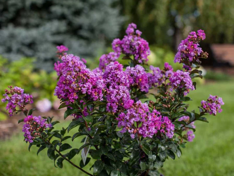 SN FLOWERING COLLECTION Crape Myrtle - First EditionsĀ® Purple Magic