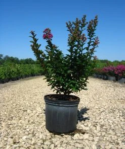 SN FLOWERING COLLECTION Crape Myrtle - First EditionsĀ® Purple Magic