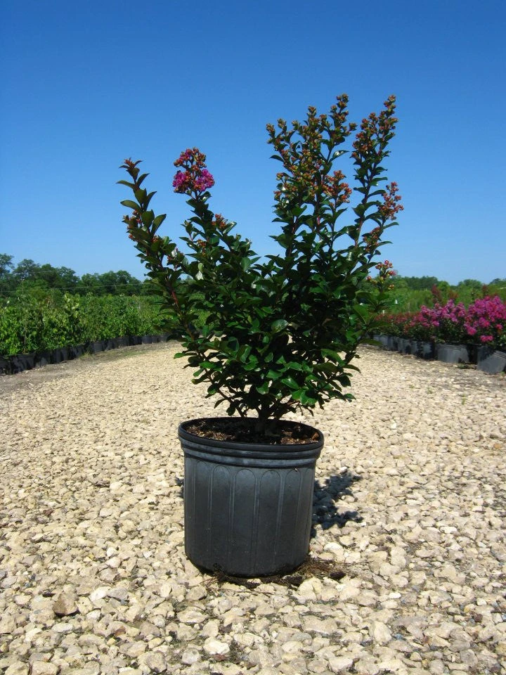 SN FLOWERING COLLECTION Crape Myrtle - First EditionsĀ® Purple Magic