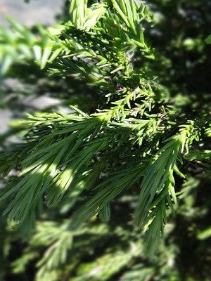 SN Cryptomeria - Radicans