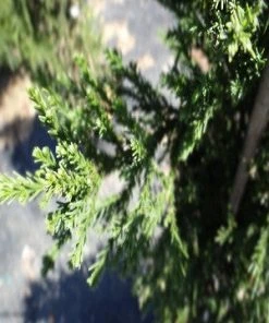 SN Cryptomeria - Radicans