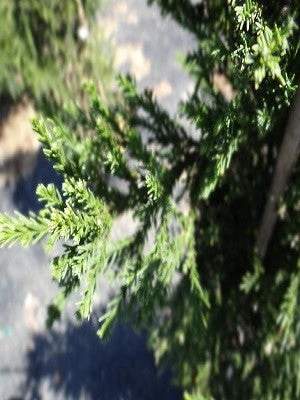 SN Cryptomeria - Radicans