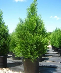 SN Cryptomeria - Radicans