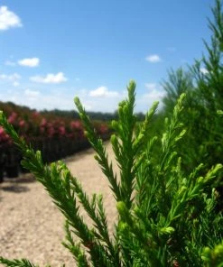SN Cryptomeria - Radicans