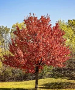 SN SHADE COLLECTION Maple - Red