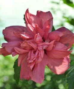 SN Althea - Double Red FLOWERING COLLECTION