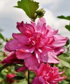 SN Althea - Double Red FLOWERING COLLECTION