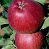 SN Apple Trees - Red Delicious