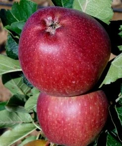 SN Apple Trees - Red Delicious