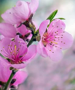 SN FRUIT COLLECTION Peach Trees - Red Haven