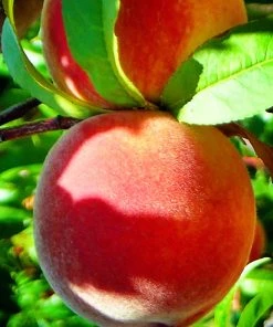 SN FRUIT COLLECTION Peach Trees - Red Haven