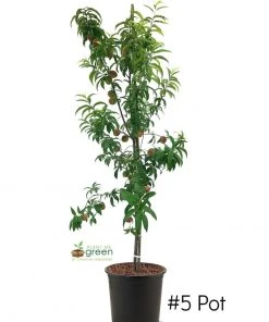 SN FRUIT COLLECTION Peach Trees - Red Haven