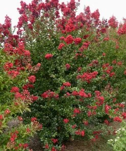 SN Crape Myrtle - First EditionsĀ® Ruffled Red Magic