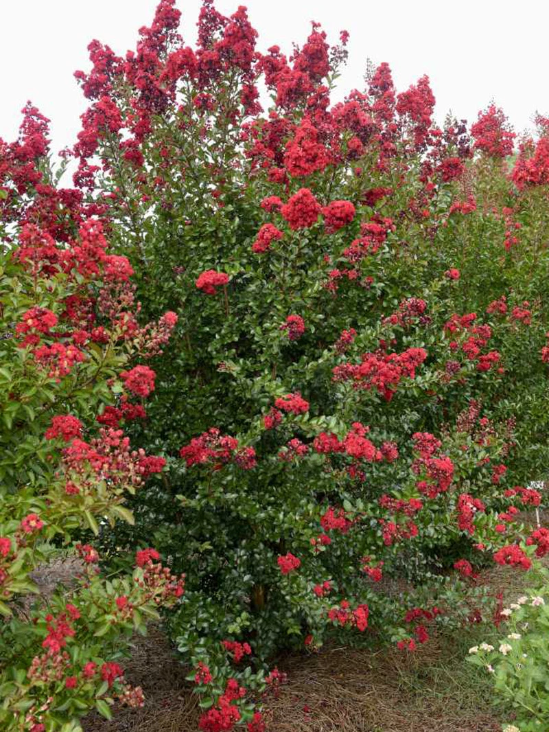 SN Crape Myrtle - First EditionsĀ® Ruffled Red Magic