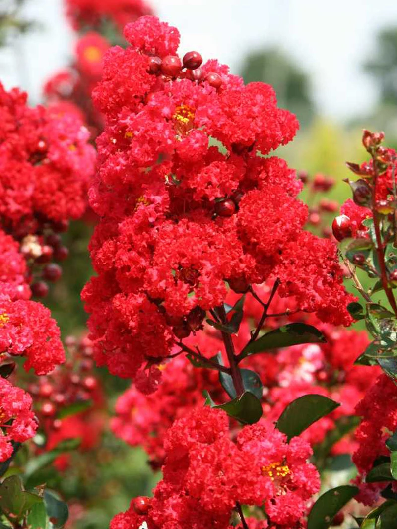 SN Crape Myrtle - First EditionsĀ® Ruffled Red Magic
