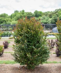 SN Crape Myrtle - First EditionsĀ® Ruffled Red Magic