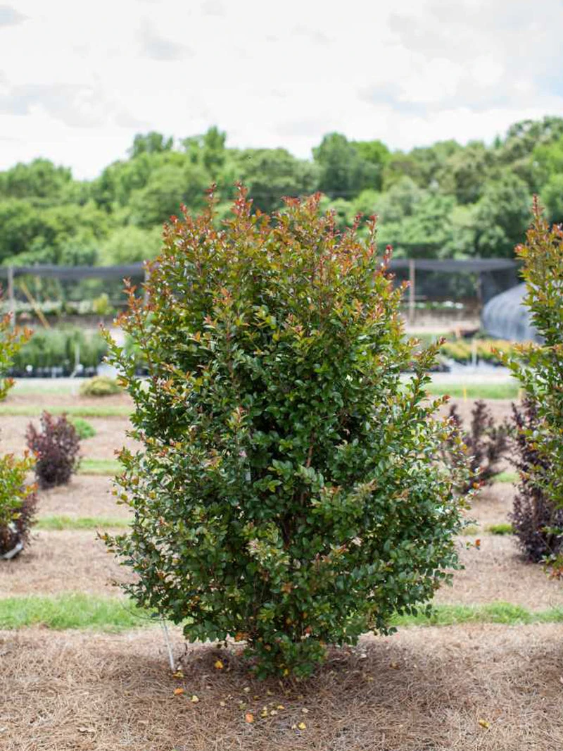 SN Crape Myrtle - First EditionsĀ® Ruffled Red Magic