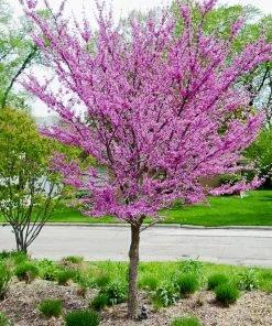 SN FLOWERING COLLECTION Redbud - Eastern