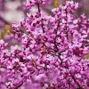 SN Redbud - Forest Pansy FLOWERING COLLECTION