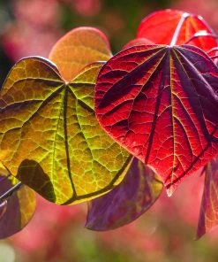 SN Redbud - Forest Pansy FLOWERING COLLECTION