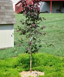 SN Redbud - Forest Pansy FLOWERING COLLECTION