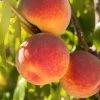 SN FRUIT COLLECTION Peach Trees - Redskin
