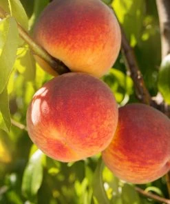 SN FRUIT COLLECTION Peach Trees - Redskin