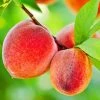 SN Peach Trees - Rio Grande