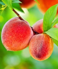 SN Peach Trees - Rio Grande