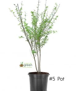 SN River Birch - Dura Heat