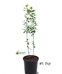 SN River Birch - Dura Heat