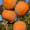 SN Persimmon Trees - Rosseyanka (Astringent)